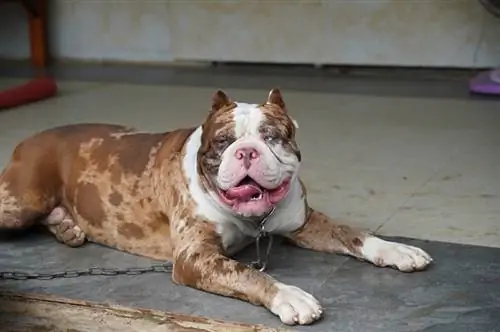 Zijn Pitbulls goed met kinderen? Veelgestelde vragen over training &