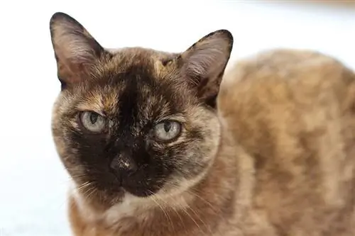 gros plan chat birman écaille brune