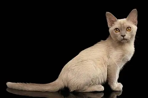 Adakah Kucing Burma Hypoallergenic? Semua yang Anda Perlu Tahu