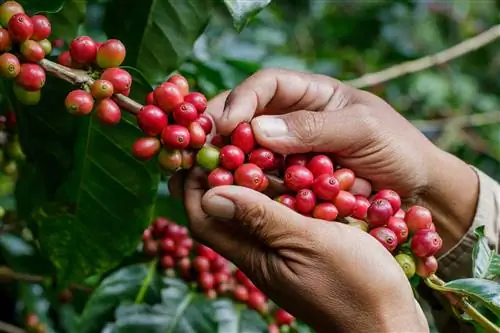 As plantas de café são tóxicas para gatos? Fatos aprovados pelo veterinário & Perguntas frequentes