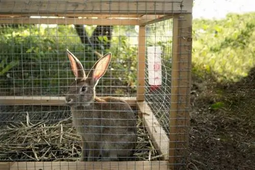 Rahat bir Bunny Bungalov üçün DIY Dovşan Hutch Planı