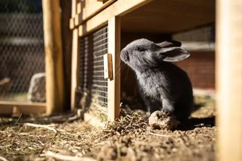 6 klassz barkácsolási nyúlfutási terv, amelyet ma elkészíthet (képekkel)