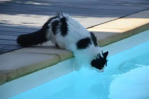 pisică sărind la piscină