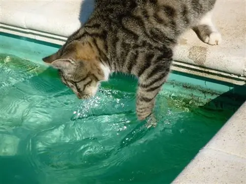 Il mio gatto ha bevuto l'acqua della piscina, cosa devo fare? Fatti esaminati dal veterinario & Domande frequenti