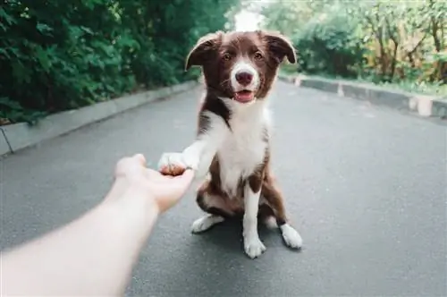 pentu Bordercollie antaa tassun