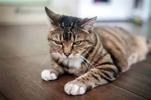 Een boze bruine en witte kat met zwarte strepen