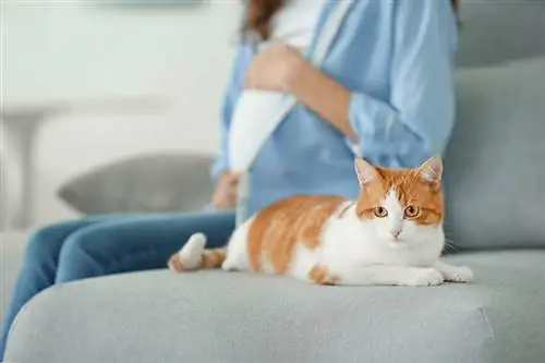 kat en zwangere vrouw zittend op de bank