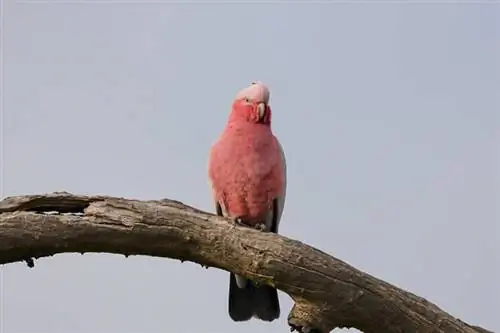 pink galah fugl siddende på en trægren