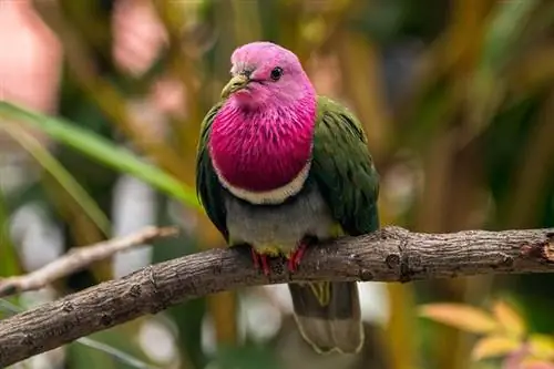 pomba-fruta-de-cabeça-rosa pássaro pousando em um galho de árvore