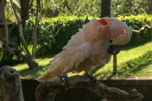 cacatua-de-crista-salmão empoleirar-se em um galho