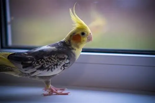 cockatiel