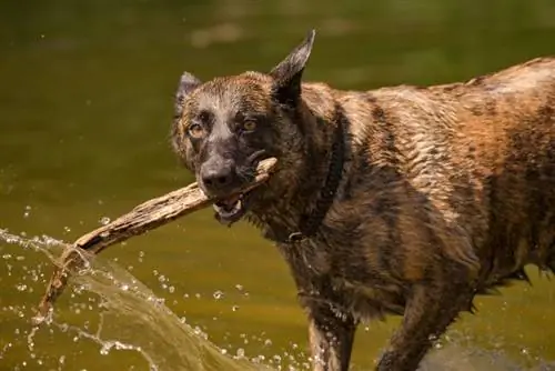 Anjing belang coklat besar bermain dengan kayu di dalam air sungai