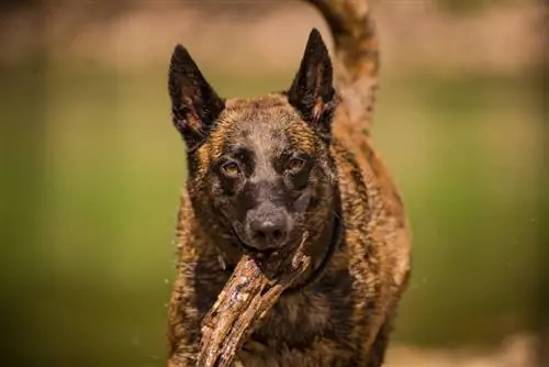 anjing belang coklat besar bermain dengan tongkat di air sungai