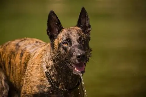 Brindle Beļģijas malinuā: attēli, fakti & Vēsture