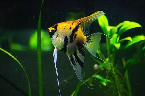 অ্যাকোয়ারিয়ামে koi angelfish