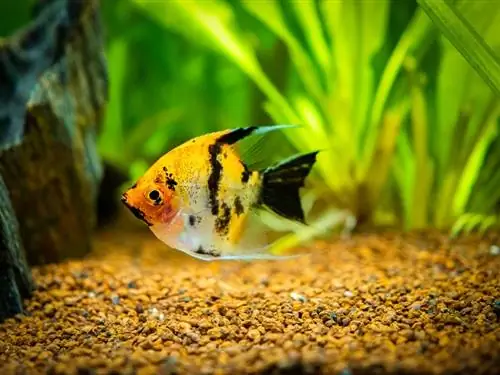 koi angelfish ট্যাঙ্কে বিচ্ছিন্ন