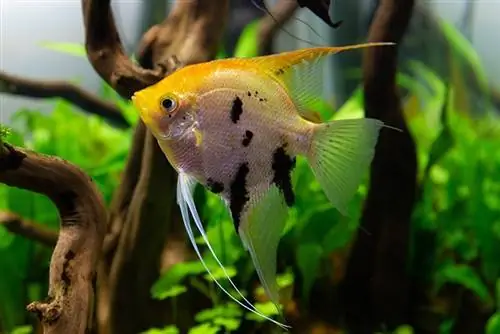 Koi Angelfish: কেয়ার গাইড, প্রকার, জীবনকাল, ছবি & আরও