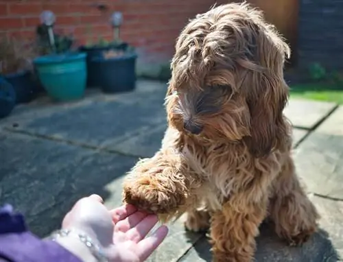 Mooie en schattige hond die zijn poot vasthoudt aan de hand van de eigenaar