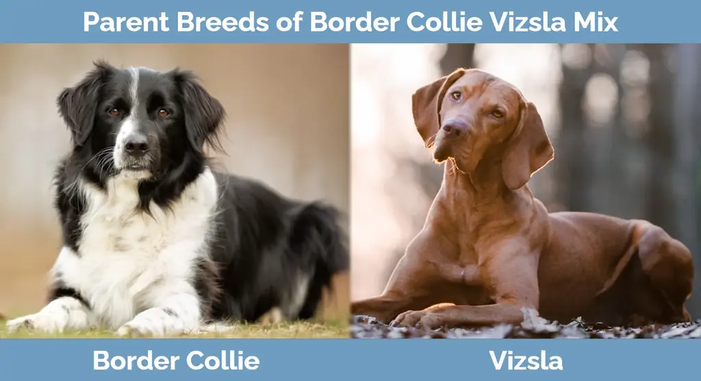 Roditeljske pasmine Border Collie Vizsla Mixa