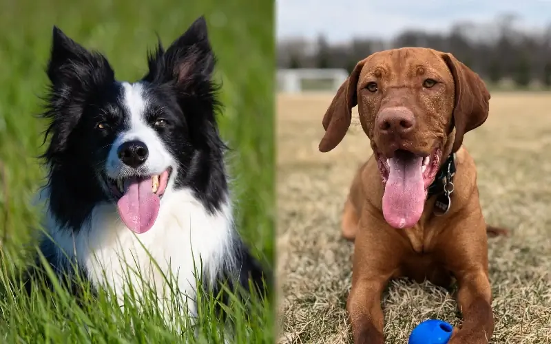 Mix de Border Collie Vizsla: Poze, Ghid de îngrijire, Temperament & Trăsături