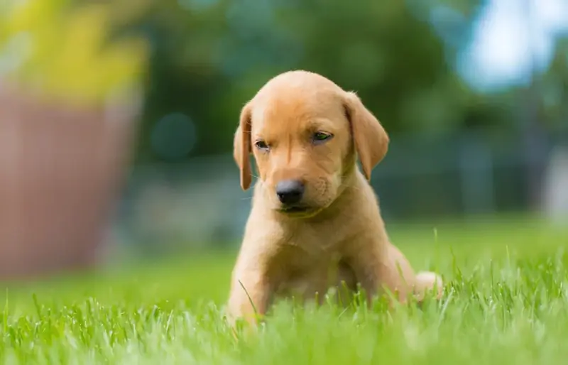 filhote de golden lab vizsla