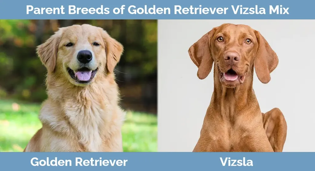 Föräldraraser av Golden Retriever Vizsla Mix