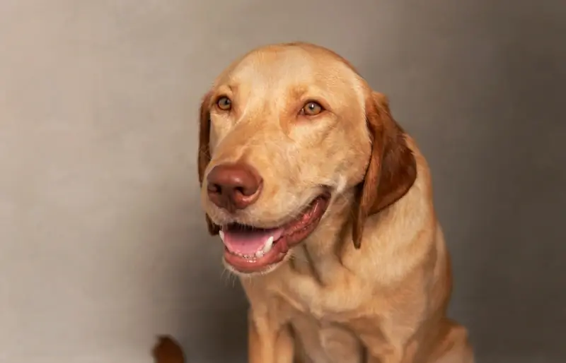 Golden Retriever Vizsla Mix: Mga Larawan, Gabay sa Pangangalaga, Ugali & Mga Katangian