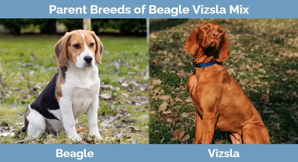 Mifugo ya wazazi ya Beagle Vizsla Mix