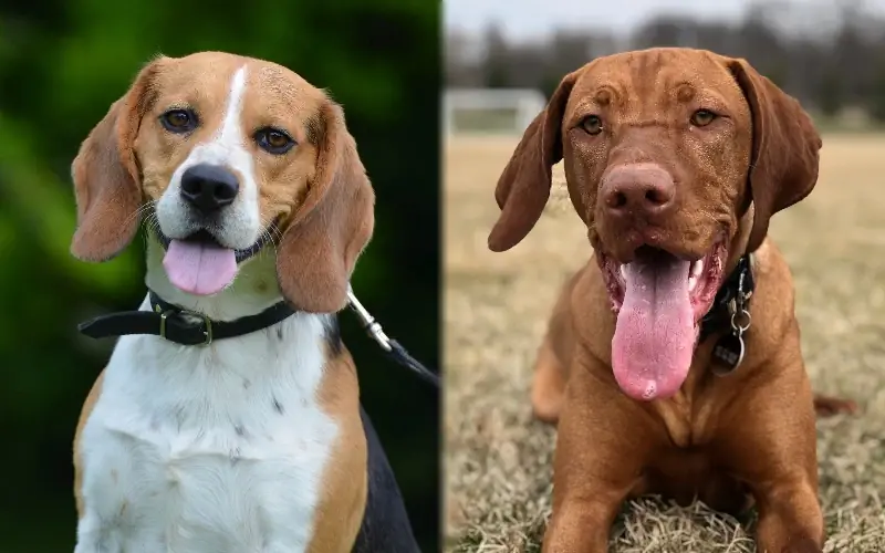 Beagle Vizsla Mix: Billeder, Plejevejledning, Temperament & Træk