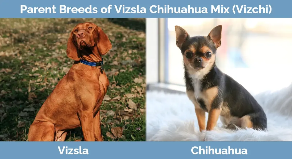 Rodičovské plemená Vizsla Chihuahua Mix (Vizchi)