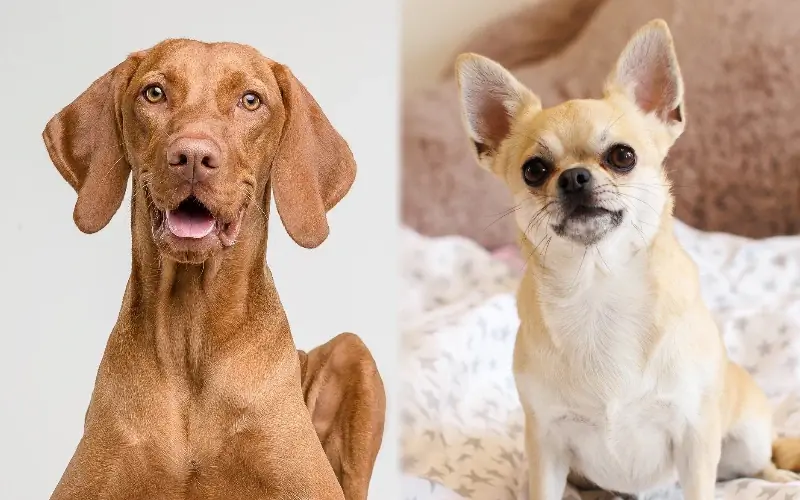 Vizsla Chihuahua Mix: Суреттер, Күтім бойынша нұсқаулық, Темперамент & Сипаттамалар