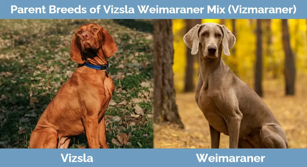 Roditeljske pasmine Vizsla Weimaraner Mix (Vizmaraner)