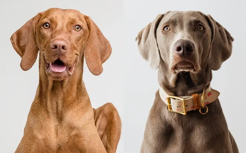 Vizmaraner (Vizsla Weimaraner Mix): Bilder, Vårdguide, Temperament & Egenskaper