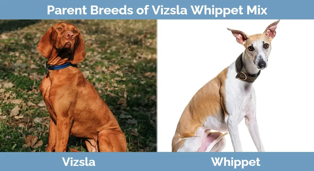 Родительские породы Vizsla Whippet Mix