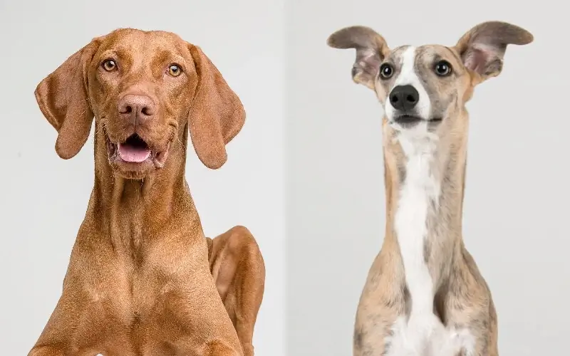 Vizsla Whippet Mix: Slike, Temperament & Osobine