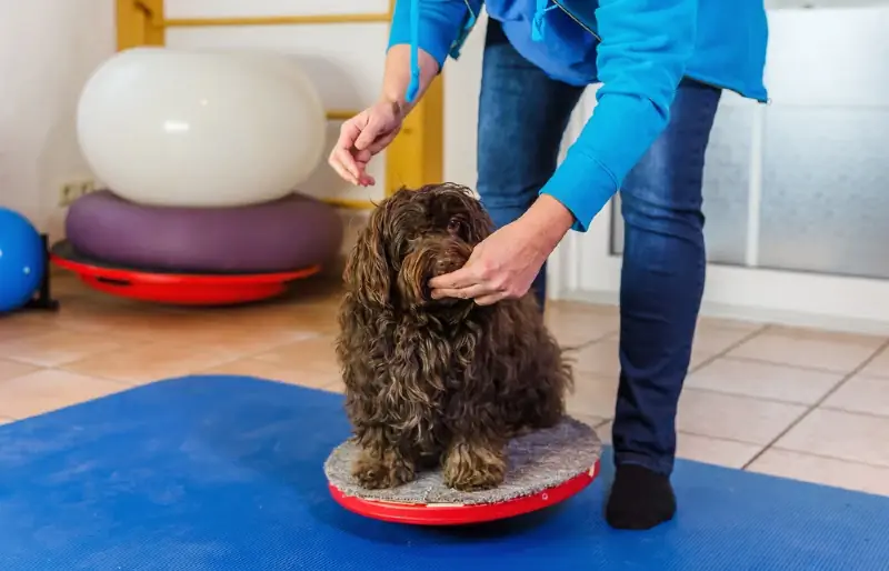 vrouw die een Havanezer hond traint met behulp van een trainingsapparaat en traktaties