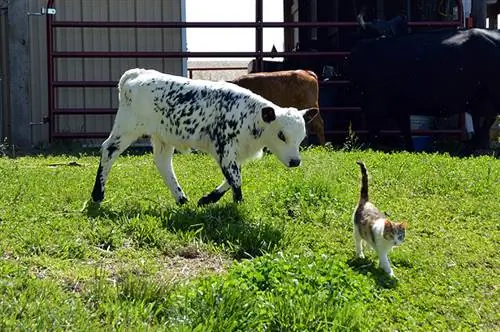 Katze führt ein kleines Kalb im Stall