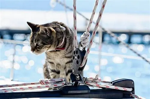 gato en un velero