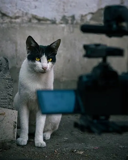 Acteur de chat devant la caméra