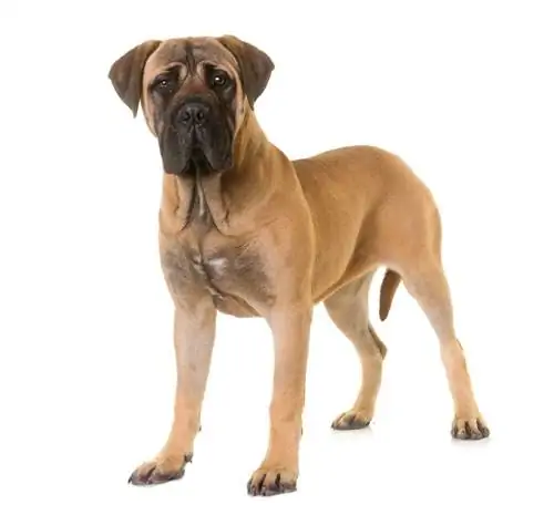 Bullmastiff