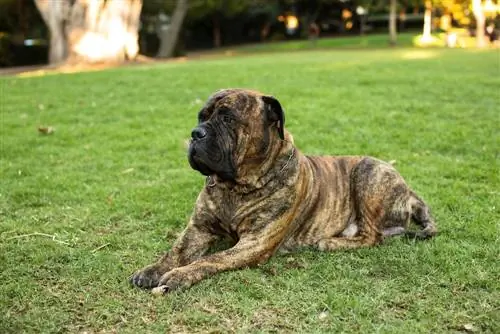 Un chien Bullmastiff bringé