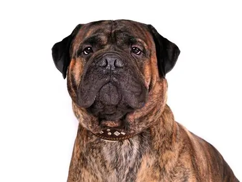 pulang brindle bullmastiff