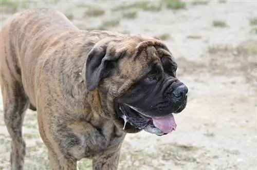 fawn Brindle bullmastiff суусун агып жатат