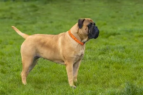 10 Bullmastiff Rəngi & Naxışlar (Şəkillərlə)