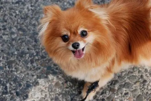 chien poméranien tasse à thé dorée