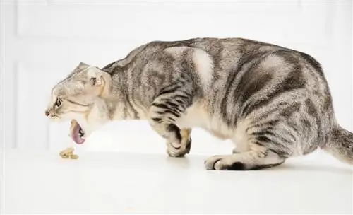 sindirilmemiş yiyecekleri kusan kedi