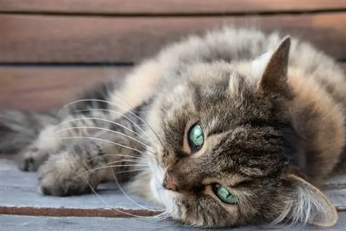 Gato sênior deitado no chão de madeira