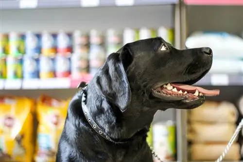 juodasis labradoras naminių gyvūnėlių parduotuvėje