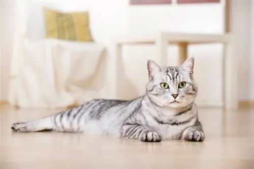 tabby bạc mèo anh lông ngắn nằm