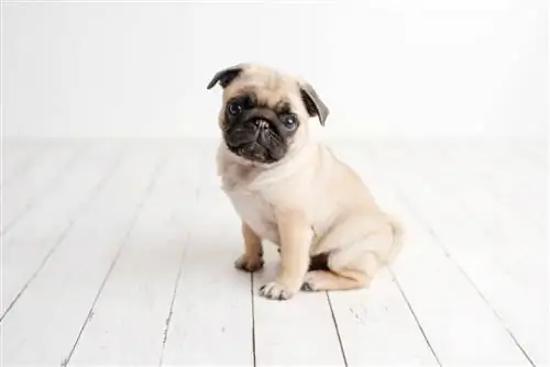 anak anjing pug